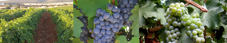 imagenes vi&ntilde;a